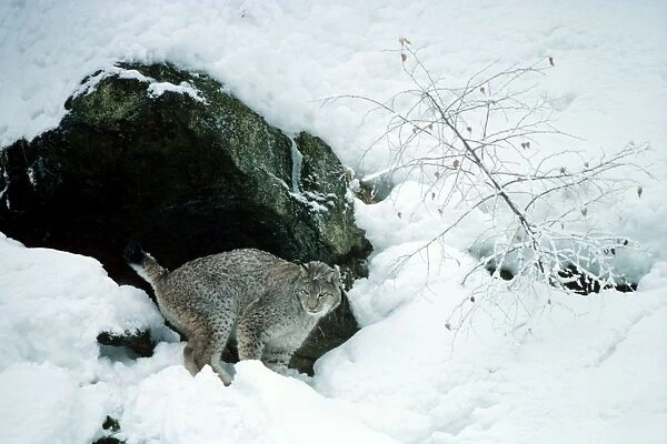Eurasian Lynx - In snow male marking his territory - Jura Mountains - eastern France JFL00021