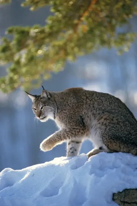 Framed Print : Eurasian Lynx - In snow raising paw - Jura Mountains - eastern France JFL00232 Framed Print : Eurasian Lynx - In snow raising paw - Jura Mountains - eastern France JFL00232