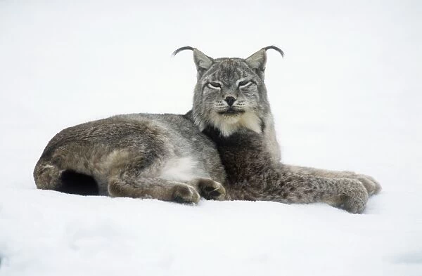Eurasian lynx - in winter coat 