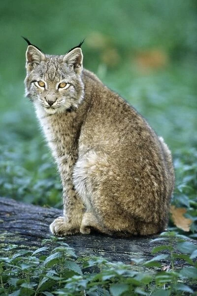 Eurasian Lynx - young animal sitting on log Hessen, Germany