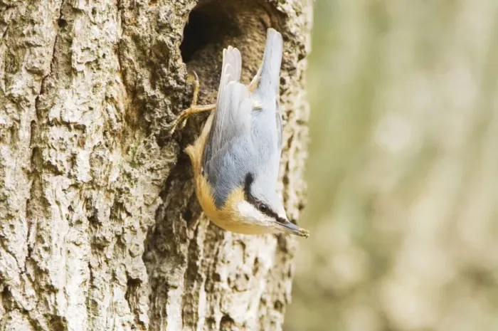 Framed Print : Eurasian Nuthatch - Building nest - forestry Staphorst - Overijssel - The Netherlands Framed Print : Eurasian Nuthatch - Building nest - forestry Staphorst - Overijssel - The Netherlands