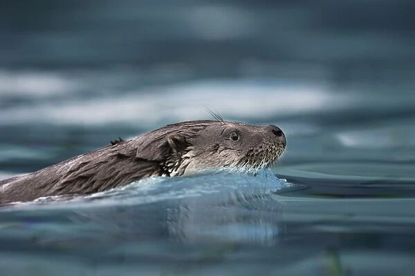 Eurasian otter - swimming. France