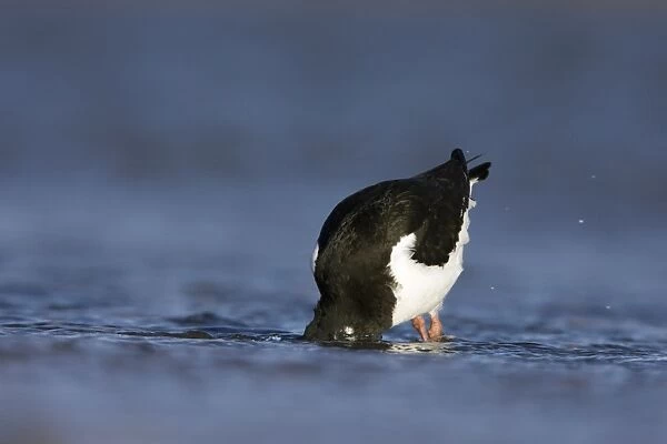 (Eurasian) Oystercatcher Feeding with head submerged under water. South Gare, Cleveland. UK