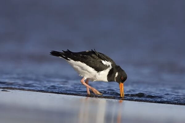 (Eurasian) Oystercatcher Feeding on morsels washed in by the incoming surf. Cleveland, UK