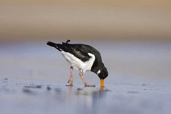 (Eurasian) Oystercatcher Probing and digging deep into sand with its long bill for a worm. South Gare. Cleveland, UK