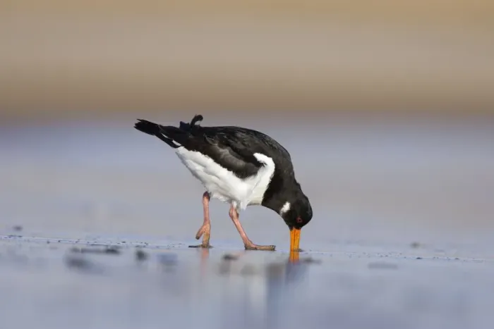 Framed Print : (Eurasian) Oystercatcher Probing and digging deep into sand with its long bill for a worm. South Gare. Cleveland, UK Framed Print : (Eurasian) Oystercatcher Probing and digging deep into sand with its long bill for a worm. South Gare. Cleveland, UK