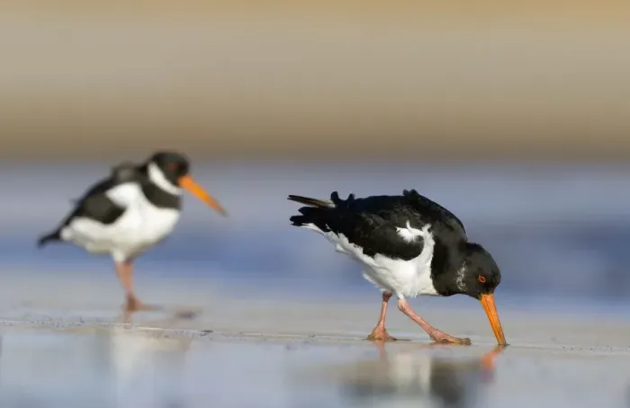 Framed Print : (Eurasian) Oystercatcher Probing into sand with its long bill for a worm. South Gare. Cleveland, UK. (Manipulated Image - to include the whole of the bird at the back) Framed Print : (Eurasian) Oystercatcher Probing into sand with its long bill for a worm. South Gare. Cleveland, UK. (Manipulated Image - to include the whole of the bird at the back)