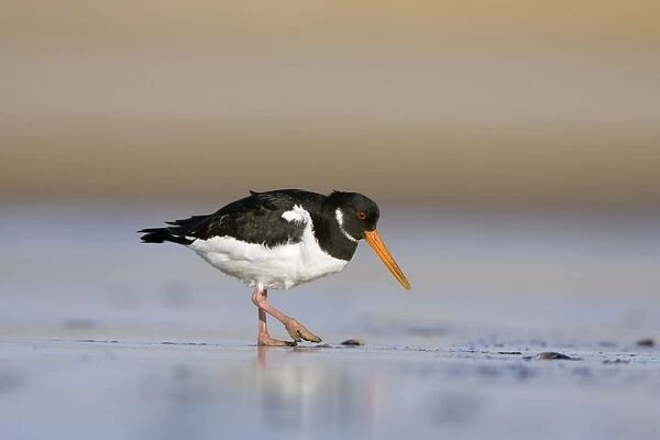 (Eurasian) Oystercatcher Walking across tidal mudflats and sand in winter. South Gare, Cleveland. UK
