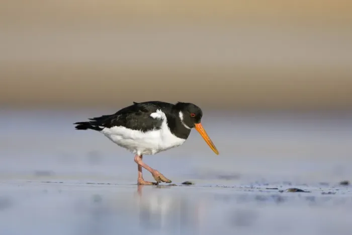 Framed Print : (Eurasian) Oystercatcher Walking across tidal mudflats and sand in winter. South Gare, Cleveland. UK Framed Print : (Eurasian) Oystercatcher Walking across tidal mudflats and sand in winter. South Gare, Cleveland. UK