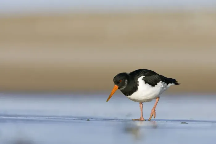 Framed Print : (Eurasian) Oystercatcher Walking across tidal mudflats and sand in winter. South Gare, Cleveland. UK Framed Print : (Eurasian) Oystercatcher Walking across tidal mudflats and sand in winter. South Gare, Cleveland. UK