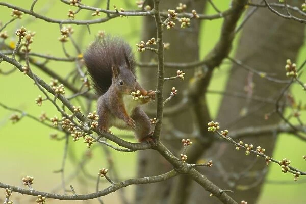 Eurasian Red Squirrel - on a Cherry Tree feeding