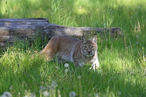 Eurasian  /  Siberian Lynx