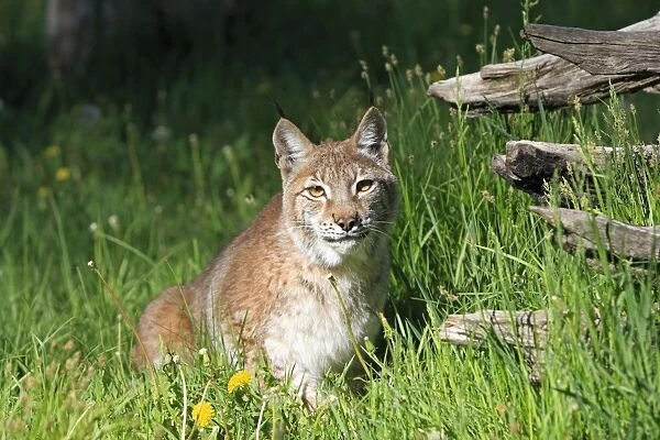 Eurasian  /  Siberian Lynx