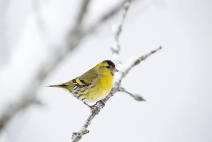 Framed Print : Eurasian Siskin - in winter snow - Scotland, UK Framed Print : Eurasian Siskin - in winter snow - Scotland, UK