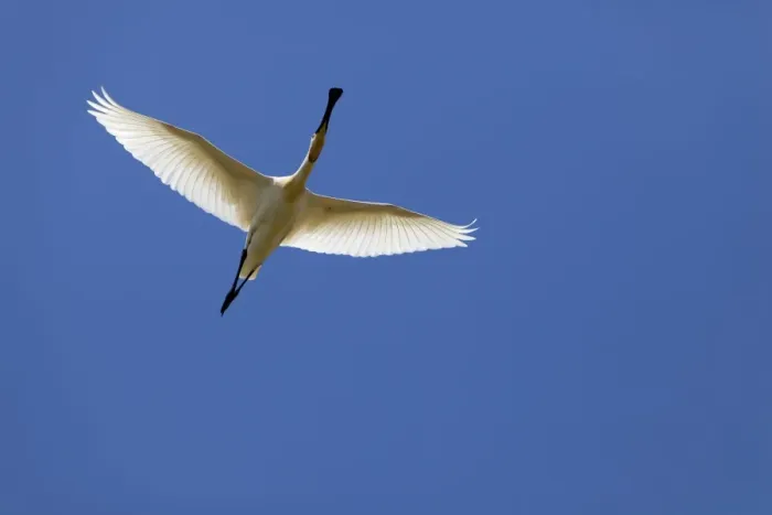 Framed Print : Eurasian Spoonbill - adult in flight - Coto Donana - Southern Spain Framed Print : Eurasian Spoonbill - adult in flight - Coto Donana - Southern Spain