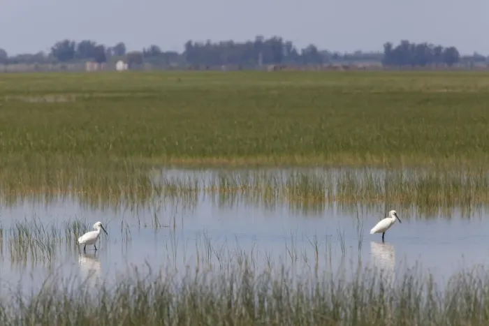 Framed Print : Eurasian Spoonbill - two adults feeding in marsh - Coto Donana - Southern Spain Framed Print : Eurasian Spoonbill - two adults feeding in marsh - Coto Donana - Southern Spain