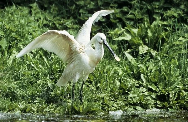 Eurasian Spoonbill - standing with open wings - France - Marquenterre