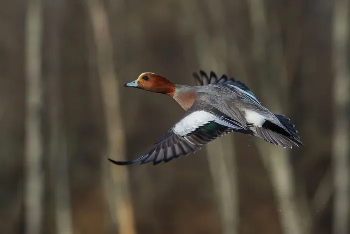 Framed Print : Eurasian wigeon flying Framed Print : Eurasian wigeon flying