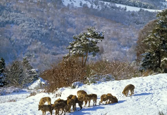 Framed Print : Eurasian Wolf - Pack in snow - Germany JFL00321 Framed Print : Eurasian Wolf - Pack in snow - Germany JFL00321