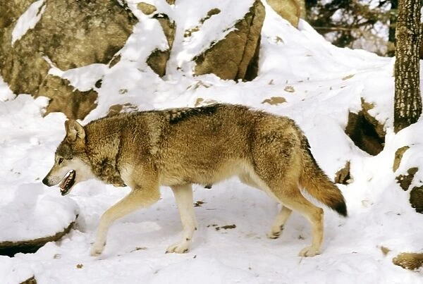 Eurasian Wolf - In snow - Germany JFL00347