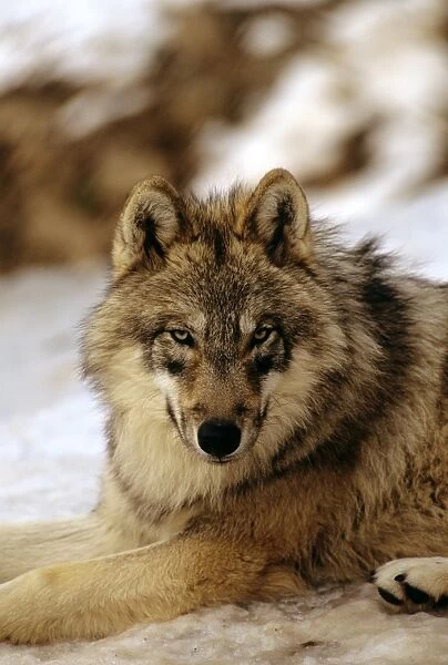 Eurasian Wolf - In snow - Germany JFL00348