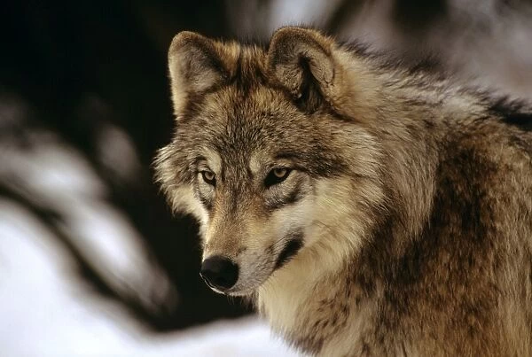 Eurasian Wolf - In snow - Germany JFL00349
