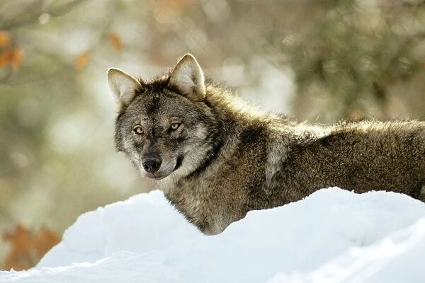 Eurasian Wolf - in snow - Germany JFL17185
