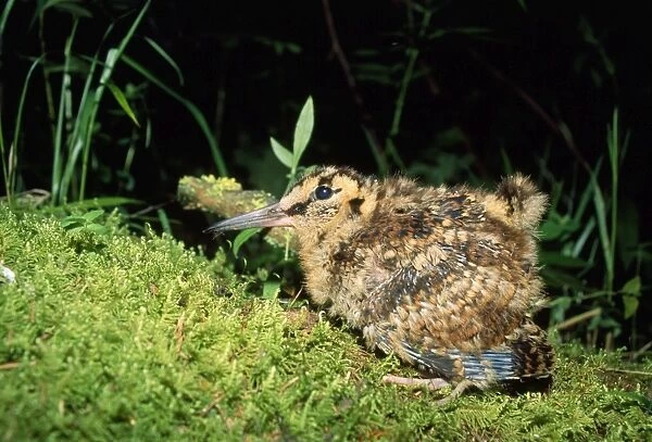 Eurasian Woodcock - chick - South Ural Mountains - Russia