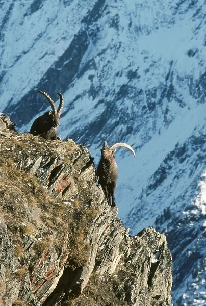 European  /  Alpine Ibex Gran Paradiso National Park, Alps