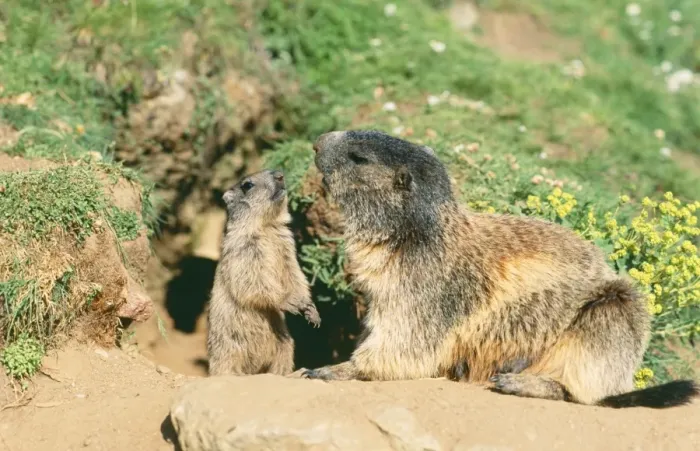 Framed Print : European / Alpine Marmot ED 654 Female & young, Swiss Alps. Marmota marmota © Eric Dragesco / ARDEA LONDON Framed Print : European / Alpine Marmot ED 654 Female & young, Swiss Alps. Marmota marmota © Eric Dragesco / ARDEA LONDON