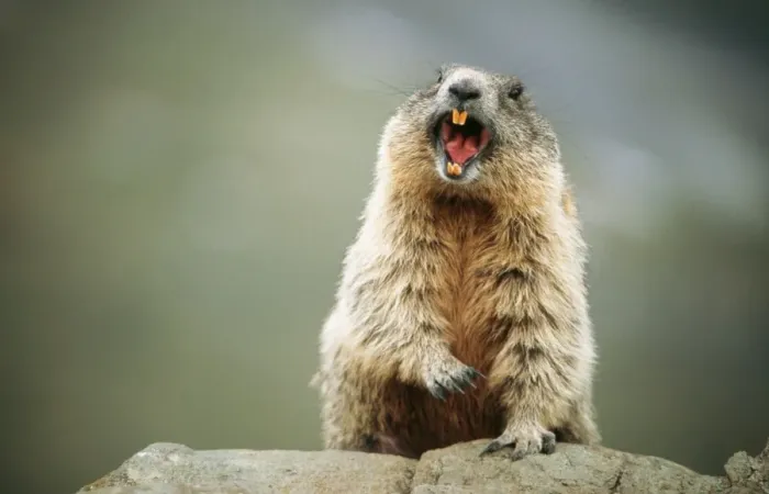 Framed Print : European / Alpine Marmot USH 163 Calling out danger signal Marmota marmota © Duncan Usher / ARDEA LONDON Framed Print : European / Alpine Marmot USH 163 Calling out danger signal Marmota marmota © Duncan Usher / ARDEA LONDON