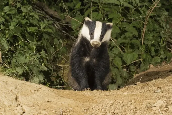 Framed Print : European badger - emerging from sett. Cotswolds UK Framed Print : European badger - emerging from sett. Cotswolds UK
