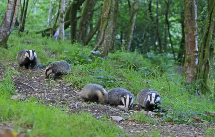 Framed Print : European Badger - group in woodland Framed Print : European Badger - group in woodland