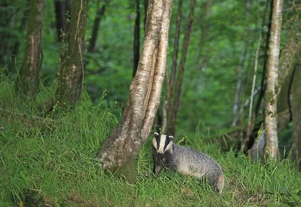 European Badger - in woodland