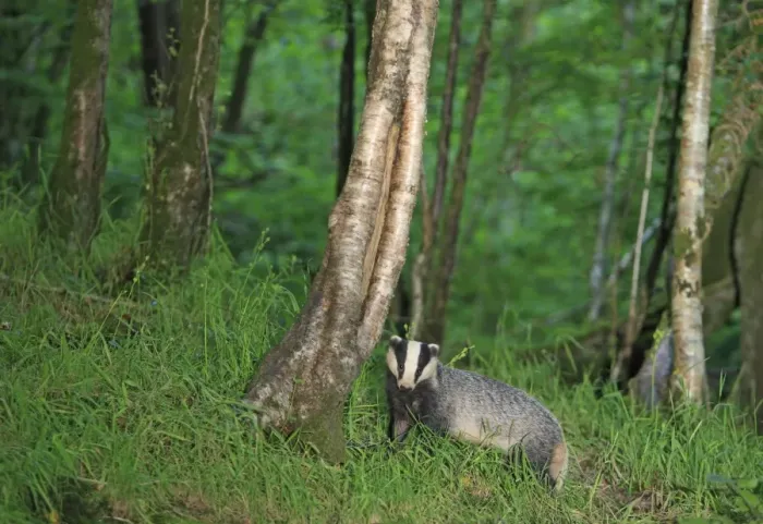 Framed Print : European Badger - in woodland Framed Print : European Badger - in woodland