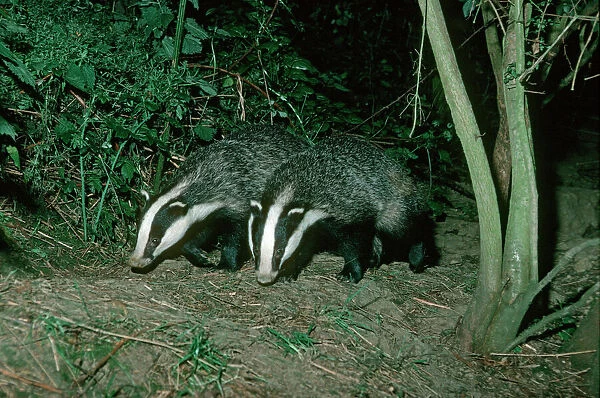 Two European badgers - leaving sett - Cotswolds UK