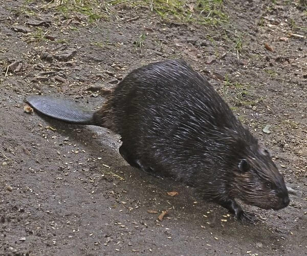 European Beaver, freshwaters in many parts of Europe, introduced to Britain