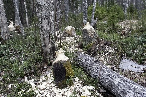 European Beaver - Poplar trees showing damage where Beavers have gnawed tree trunks. Kuhmo - Finland