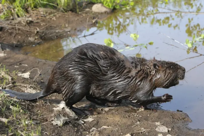 Framed Print : European Beaver - by water