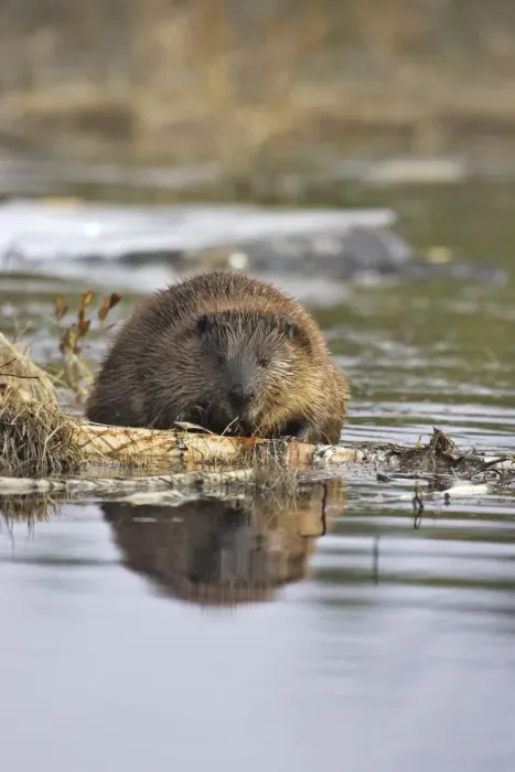 Framed Print : European Beaver - in water. Kuhmo - Finland Framed Print : European Beaver - in water. Kuhmo - Finland