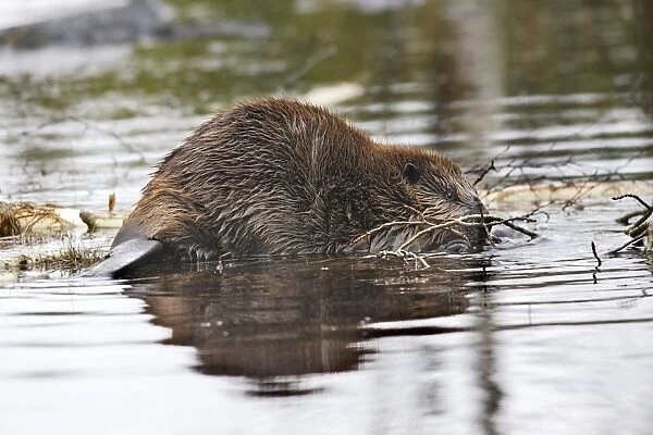 European Beaver - in water. Kuhmo - Finland