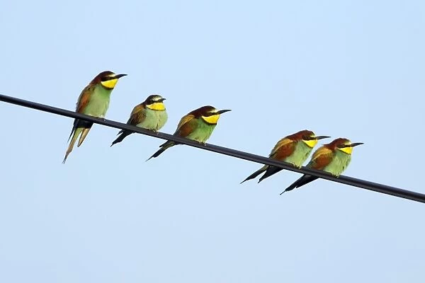European Bee-Eater - 5 birds sitting on power cable, Alentejo, Portugal
