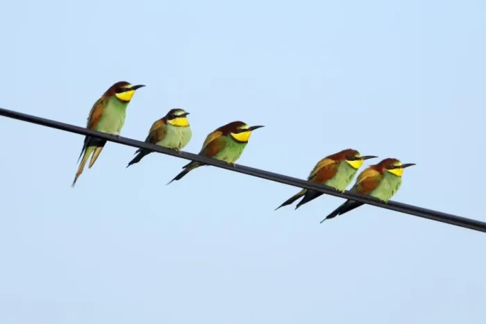 Framed Print : European Bee-Eater - 5 birds sitting on power cable, Alentejo, Portugal