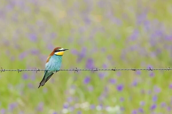 European Bee-eater - adult perching on a barbed wire fence with wild flowers behind - Southern Spain