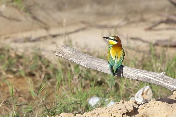 European Bee-eater - adult perching on a branch - Southern Spain