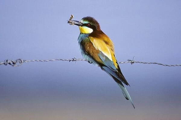 European Bee-eater - bird with caught moth in its beak
