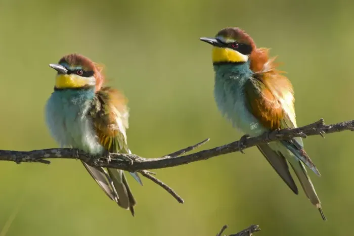 Framed Print : European Bee-Eater - Two birds perched near nest site - Extremadura - Spain Framed Print : European Bee-Eater - Two birds perched near nest site - Extremadura - Spain