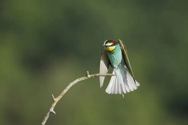 European Bee-Eater - Coming in to land on a perch Merops apiaster Hungary BI015552