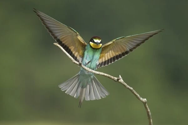 European Bee-Eater - Coming in to land on a perch Merops apiaster Hungary BI015571
