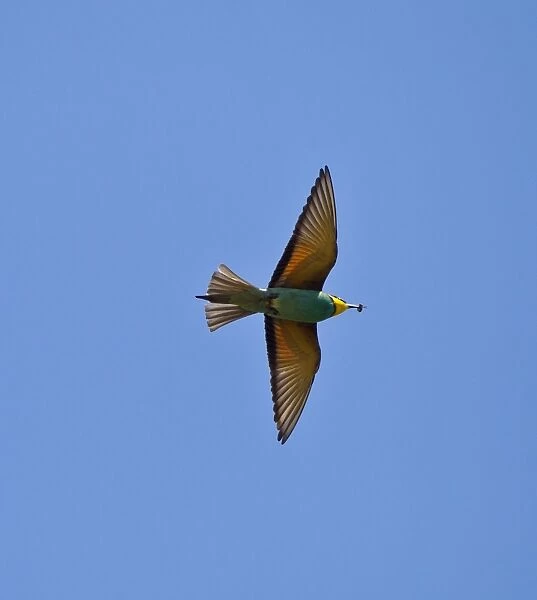 European Bee-eater - in flight with Bee in bill - Southern Turkey - May